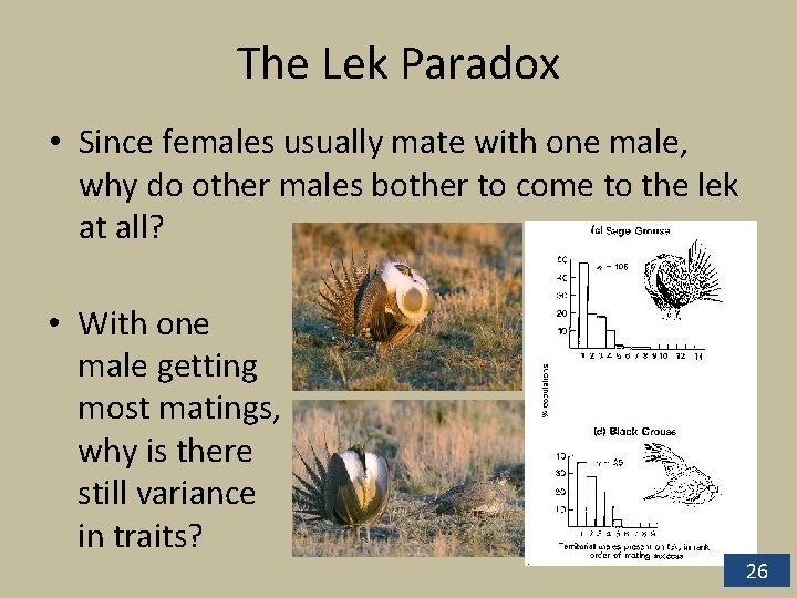 The Lek Paradox • Since females usually mate with one male, why do other The Lek Paradox • Since females usually mate with one male, why do other