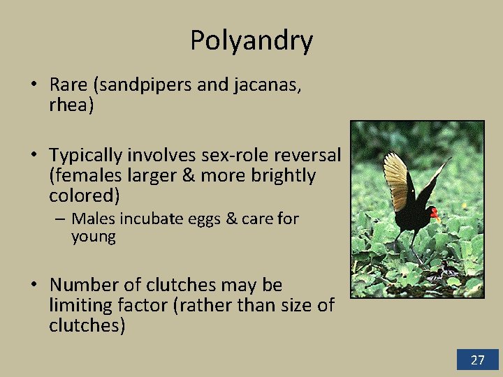 Polyandry • Rare (sandpipers and jacanas, rhea) • Typically involves sex-role reversal (females larger Polyandry • Rare (sandpipers and jacanas, rhea) • Typically involves sex-role reversal (females larger