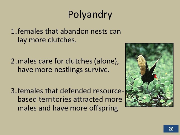 Polyandry 1. females that abandon nests can lay more clutches. 2. males care for Polyandry 1. females that abandon nests can lay more clutches. 2. males care for