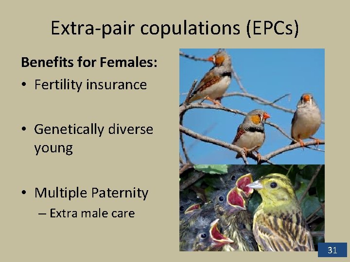 Extra-pair copulations (EPCs) Benefits for Females: • Fertility insurance • Genetically diverse young • Extra-pair copulations (EPCs) Benefits for Females: • Fertility insurance • Genetically diverse young •
