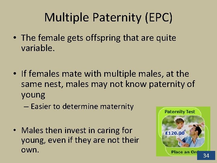 Multiple Paternity (EPC) • The female gets offspring that are quite variable. • If Multiple Paternity (EPC) • The female gets offspring that are quite variable. • If