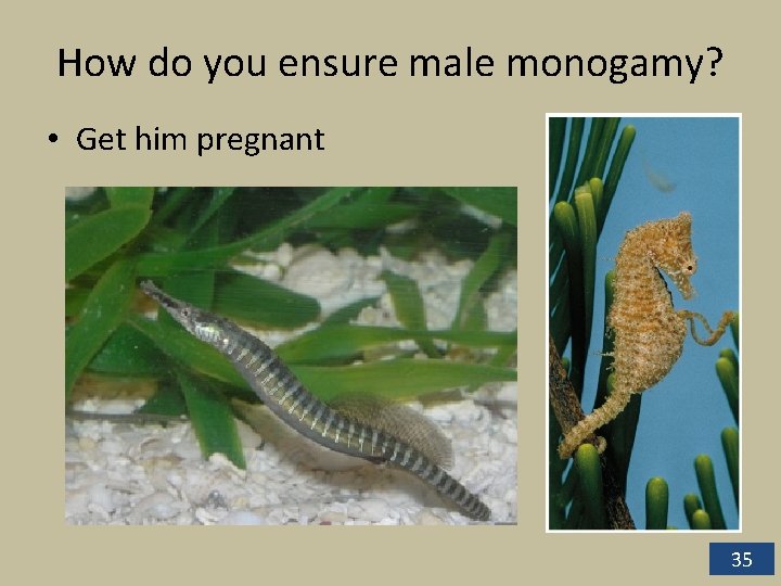 How do you ensure male monogamy? • Get him pregnant 35 How do you ensure male monogamy? • Get him pregnant 35