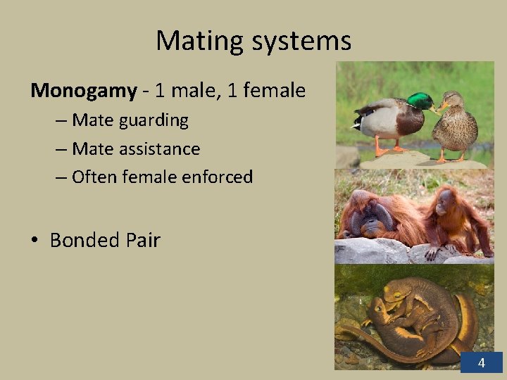Mating systems Monogamy - 1 male, 1 female – Mate guarding – Mate assistance Mating systems Monogamy - 1 male, 1 female – Mate guarding – Mate assistance