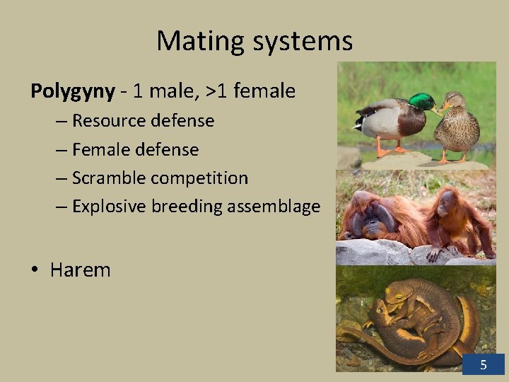 Mating systems Polygyny - 1 male, >1 female – Resource defense – Female defense Mating systems Polygyny - 1 male, >1 female – Resource defense – Female defense