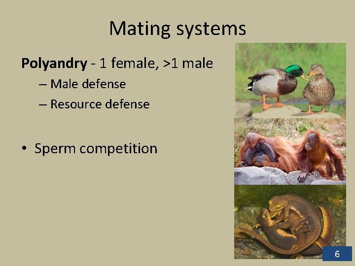Mating systems Polyandry - 1 female, >1 male – Male defense – Resource defense Mating systems Polyandry - 1 female, >1 male – Male defense – Resource defense