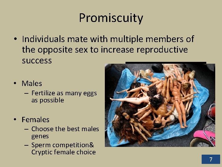 Promiscuity • Individuals mate with multiple members of the opposite sex to increase reproductive Promiscuity • Individuals mate with multiple members of the opposite sex to increase reproductive