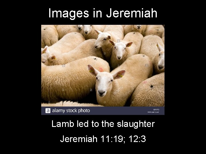 Images in Jeremiah Lamb led to the slaughter Jeremiah 11: 19; 12: 3 