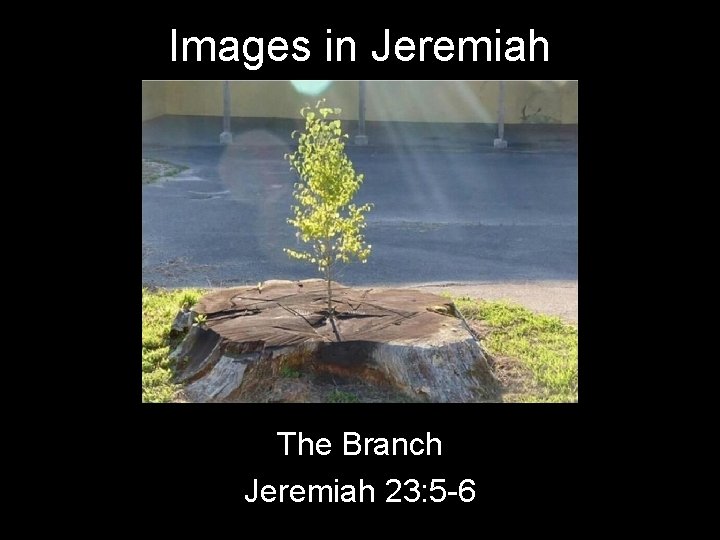 Images in Jeremiah The Branch Jeremiah 23: 5 -6 