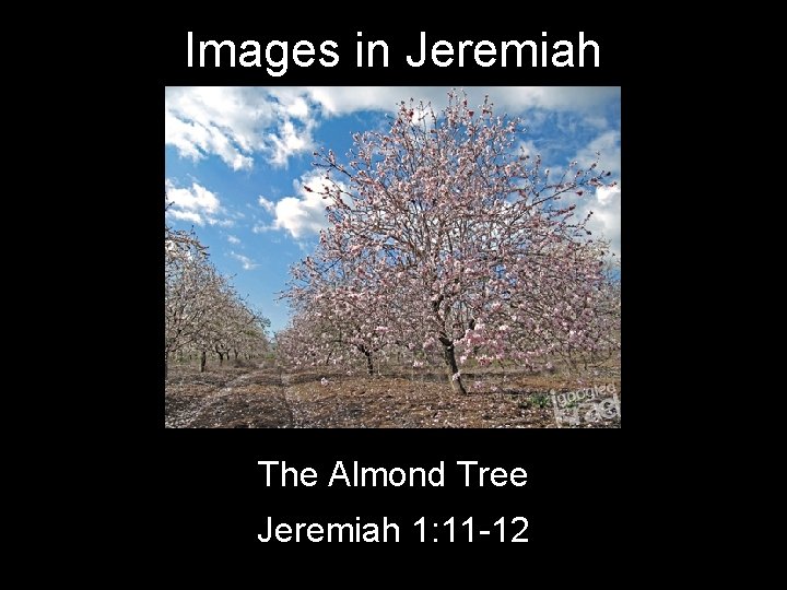 Images in Jeremiah The Almond Tree Jeremiah 1: 11 -12 