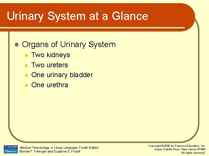 Urinary System at a Glance l Organs of Urinary System l l Two kidneys