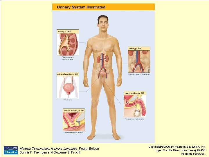 Medical Terminology: A Living Language, Fourth Edition Bonnie F. Fremgen and Suzanne S. Frucht