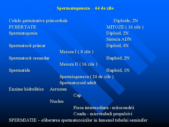 Spermatogeneza - 64 de zile Celule germinative primordiale PUBERTATE Spermatogonia Spermatocit primar Diploide, 2