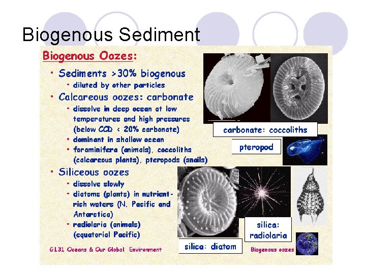 Biogenous Sediment 