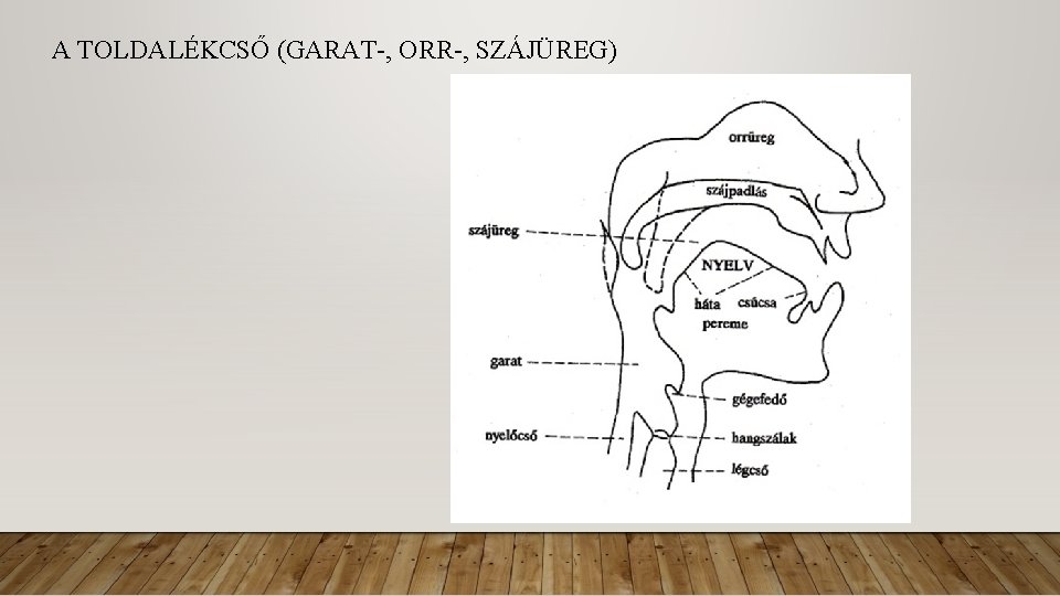 A TOLDALÉKCSŐ (GARAT-, ORR-, SZÁJÜREG) 