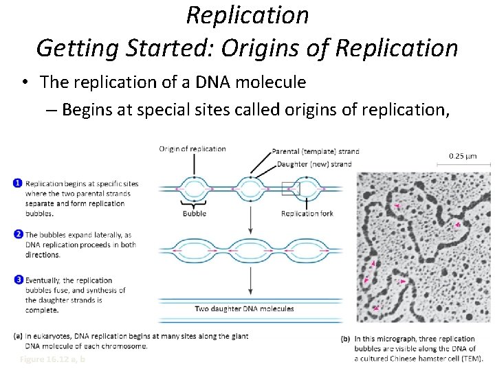 Replication Getting Started: Origins of Replication • The replication of a DNA molecule –