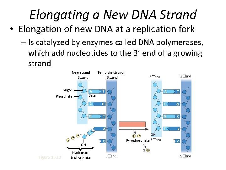 Elongating a New DNA Strand • Elongation of new DNA at a replication fork