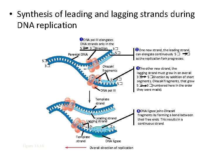  • Synthesis of leading and lagging strands during DNA replication 1 DNA pol