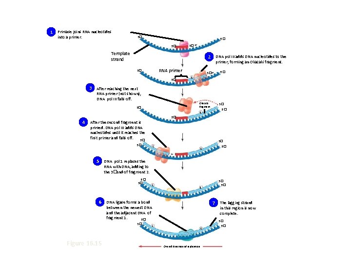 1 Primase joins RNA nucleotides into a primer. 3� 5� 5� 3� Template strand