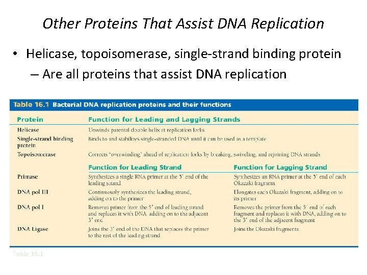 Other Proteins That Assist DNA Replication • Helicase, topoisomerase, single-strand binding protein – Are