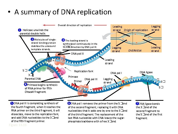  • A summary of DNA replication Overall direction of replication Leading strand Origin