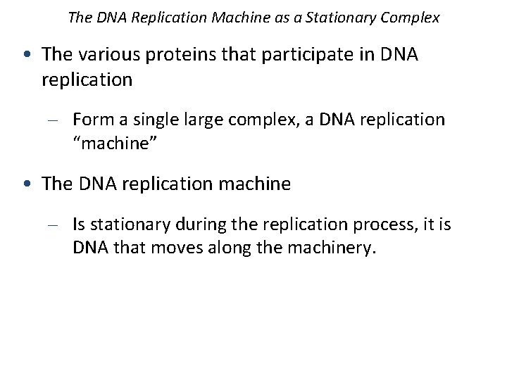 The DNA Replication Machine as a Stationary Complex • The various proteins that participate