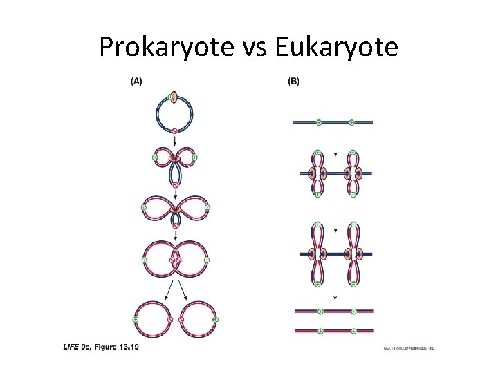 Prokaryote vs Eukaryote 