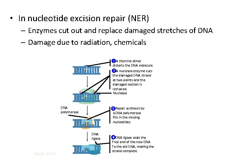  • In nucleotide excision repair (NER) – Enzymes cut out and replace damaged