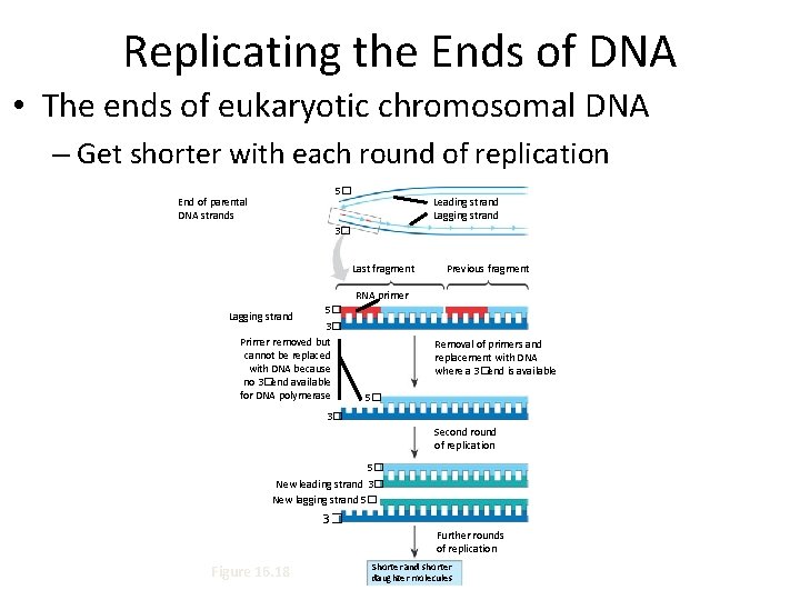 Replicating the Ends of DNA • The ends of eukaryotic chromosomal DNA – Get