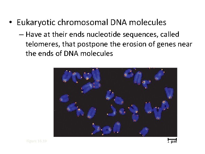  • Eukaryotic chromosomal DNA molecules – Have at their ends nucleotide sequences, called