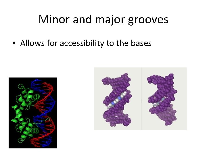 Minor and major grooves • Allows for accessibility to the bases 