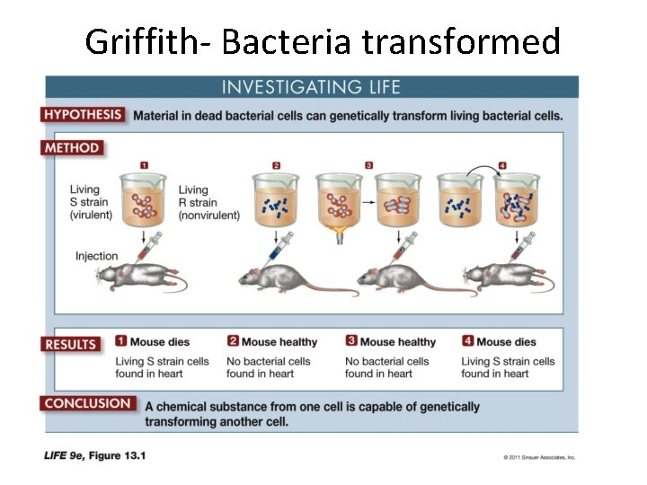 Griffith- Bacteria transformed 