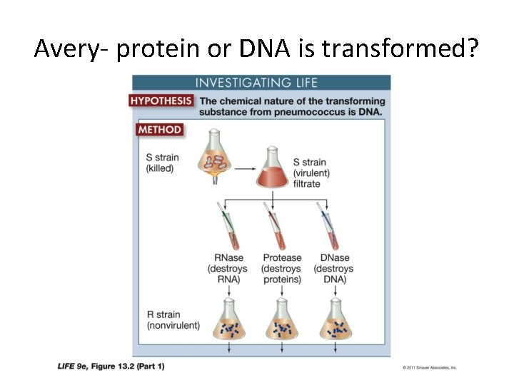 Avery- protein or DNA is transformed? 