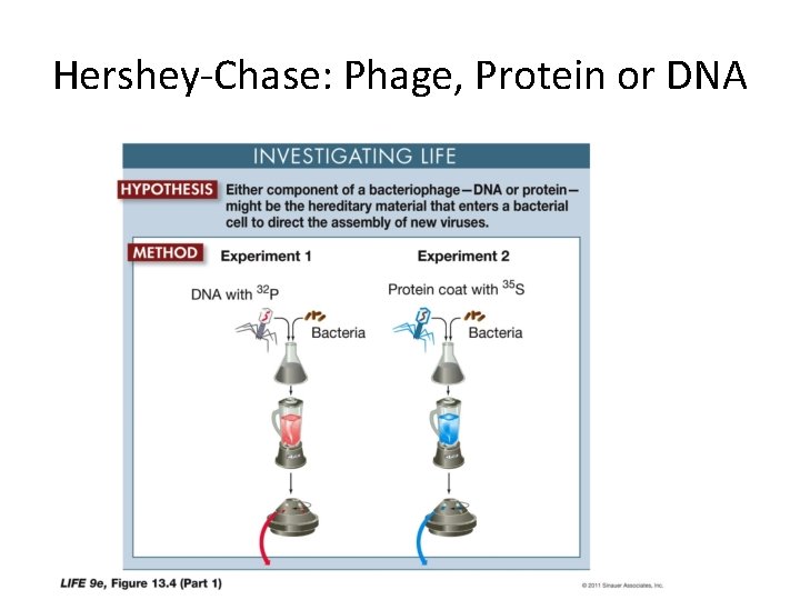 Hershey-Chase: Phage, Protein or DNA 