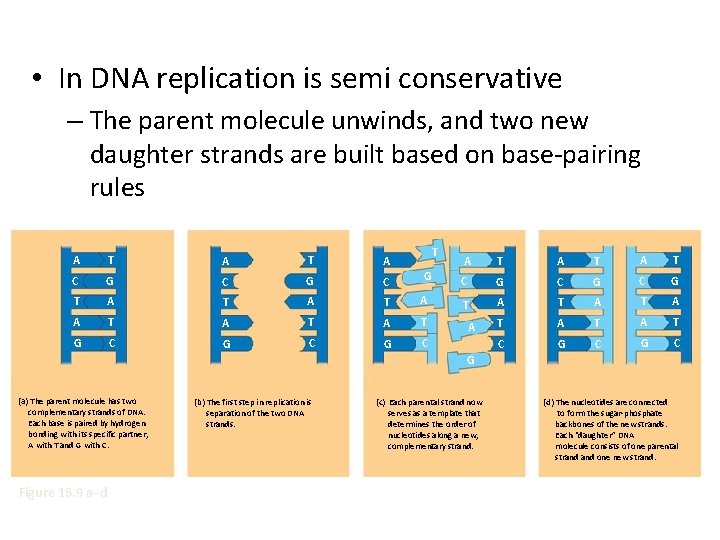  • In DNA replication is semi conservative – The parent molecule unwinds, and