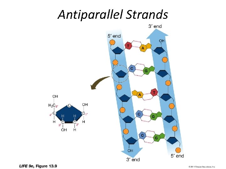 Antiparallel Strands 