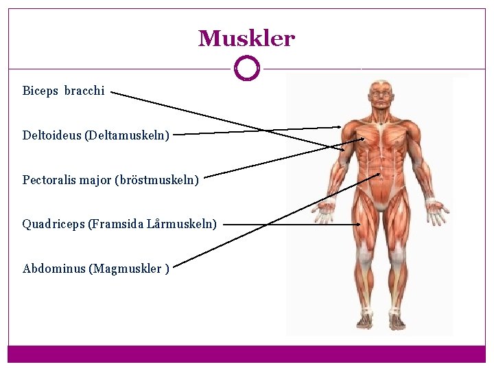Muskler Biceps bracchi Deltoideus (Deltamuskeln) Pectoralis major (bröstmuskeln) Quadriceps (Framsida Lårmuskeln) Abdominus (Magmuskler )