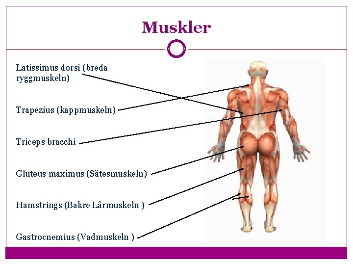 Muskler Latissimus dorsi (breda ryggmuskeln) Trapezius (kappmuskeln) Triceps bracchi Gluteus maximus (Sätesmuskeln) Hamstrings (Bakre