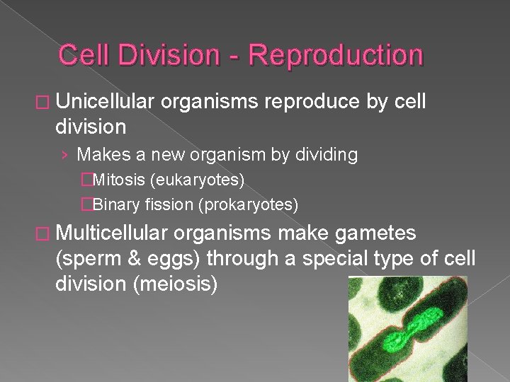 Cell Division - Reproduction � Unicellular organisms reproduce by cell division › Makes a