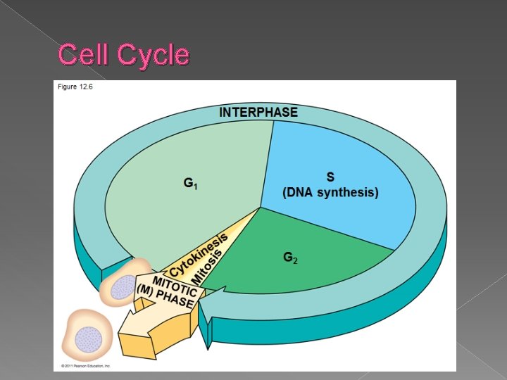 Cell Cycle 