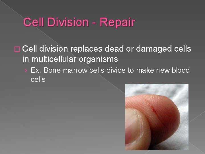 Cell Division - Repair � Cell division replaces dead or damaged cells in multicellular