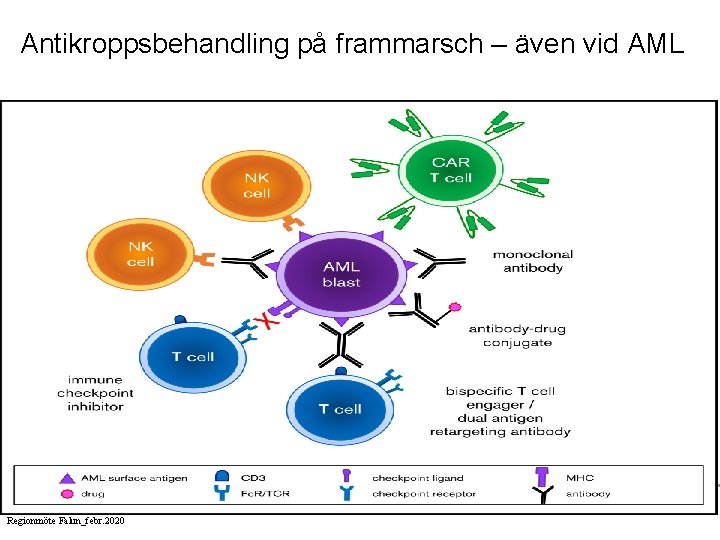 Antikroppsbehandling på frammarsch – även vid AML Adam J. Lamble, Sarah K. Tasian, Opportunities