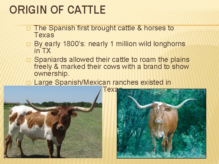 ORIGIN OF CATTLE � � The Spanish first brought cattle & horses to Texas