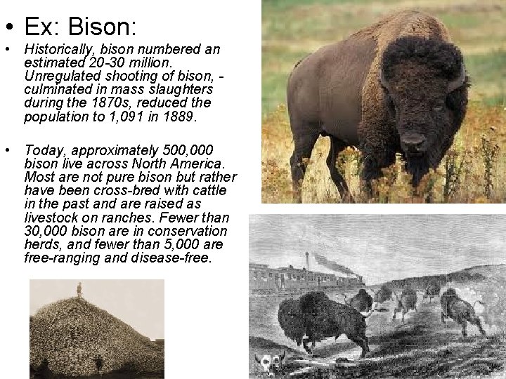  • Ex: Bison: • Historically, bison numbered an estimated 20 -30 million. Unregulated