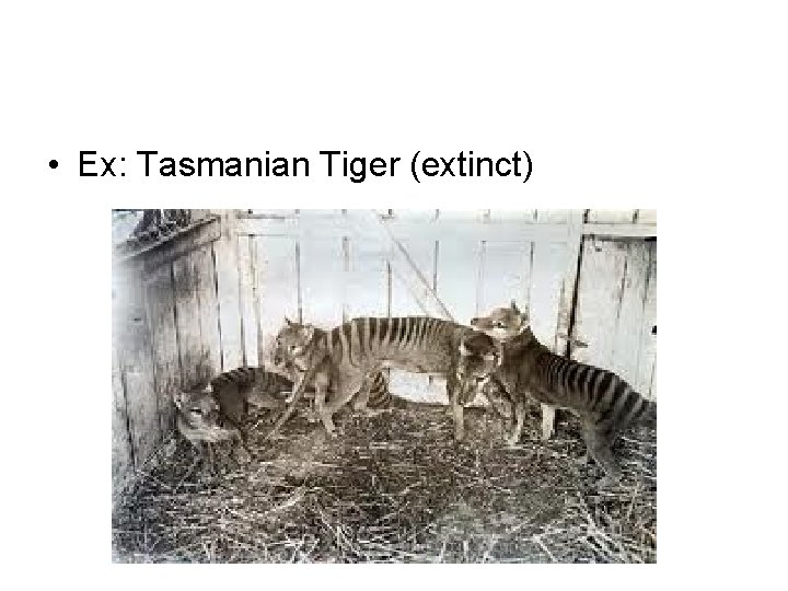  • Ex: Tasmanian Tiger (extinct) 