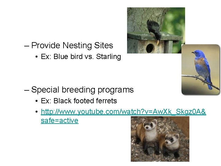 – Provide Nesting Sites • Ex: Blue bird vs. Starling – Special breeding programs