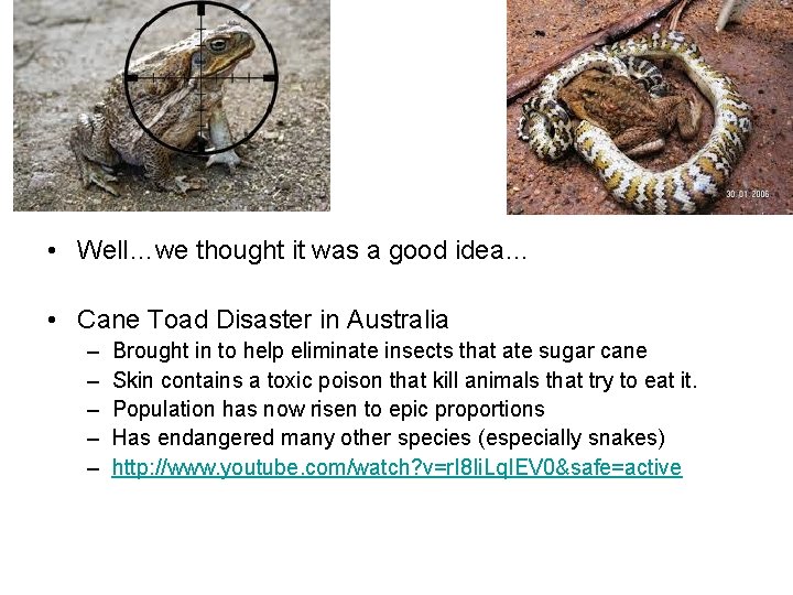  • Well…we thought it was a good idea… • Cane Toad Disaster in