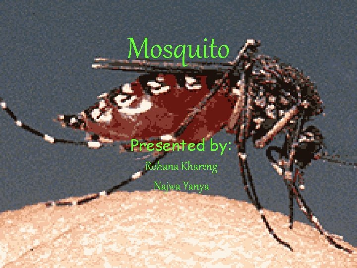 Mosquito Presented by: Rohana Khareng Najwa Yanya 