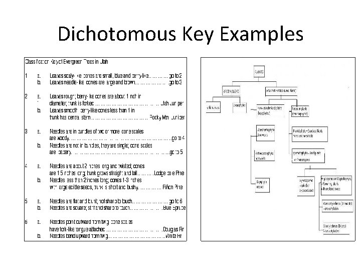 Dichotomous Key Examples 