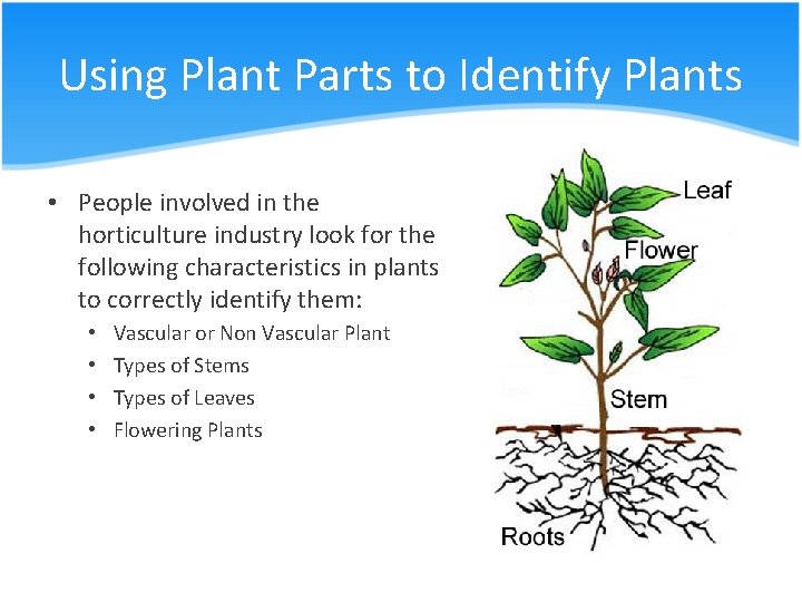Using Plant Parts to Identify Plants • People involved in the horticulture industry look