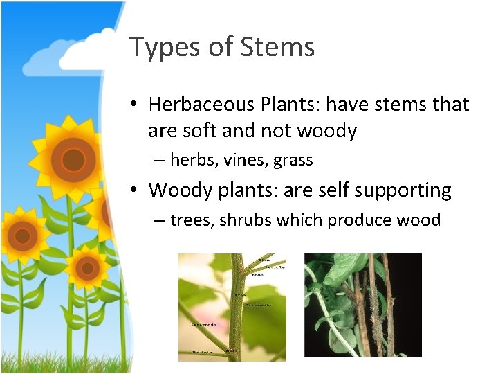 Types of Stems • Herbaceous Plants: have stems that are soft and not woody